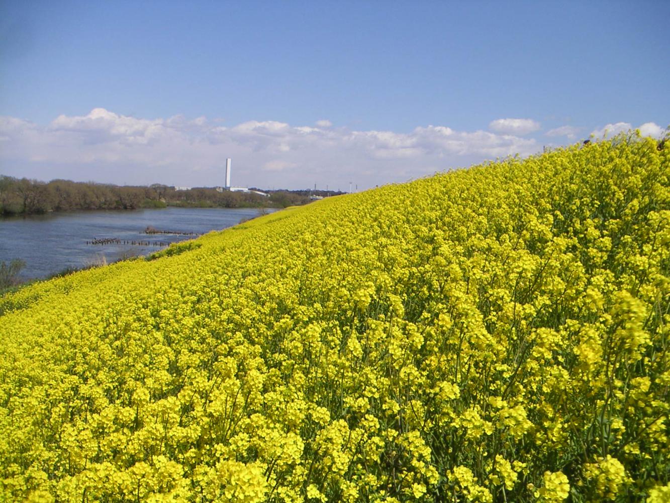 top_江戸川菜の花.JPG